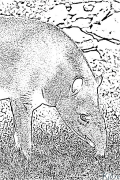 tapir Pàgines Per Pintar Imprimibles
